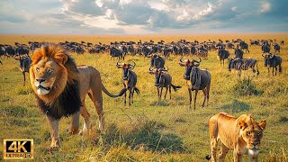 Our Planet | 4K African Wildlife - Great Migration from the Serengeti to the Maasai Mara, Kenya #135