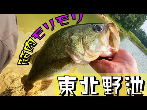 60upバラしたけど50up釣るospプロオーディション落選者 東北 福島県野池ブラックバス釣行 Youtube