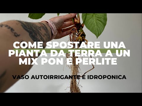 Video: Informazioni sul suolo perlite - Informazioni sulle piante in crescita in perlite