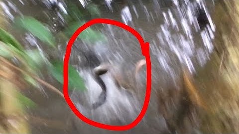 bầy khói lửa sông khủng lên hàng cá táp quá mạnh, câu cá lóc nhấp cá lóc bằng vịt con cận cảnh