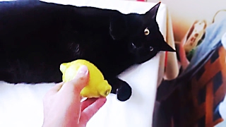 Сats eat lemon  Funny cats compilation