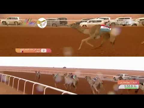 الشوط 6 فخر ل عبدالهادي راشد الغفراني المري 8 02 52 مهرجان الملك عبدالعزيز 2023 1 6 لقايا