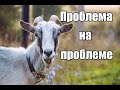 Проблемы с козами/Лечение вшей у коз/Проблемный козленок