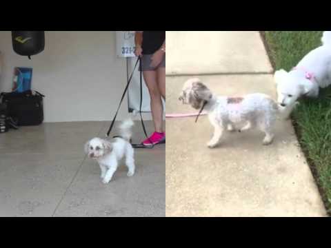 1-year-old-toy-poodle-"clementine";-small-dog-training-in-daytona-beach