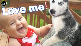Funny dogs and babies compilation | you can't stop laughing😂😂😂 by Mr Best 1,056 views 3 years ago 6 minutes, 15 seconds