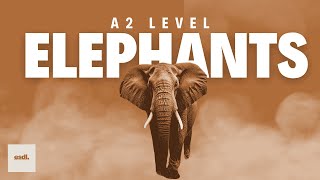 Details Elephants | Improve your English through the Stories | For A2 level (pre-intermediate) reading text News