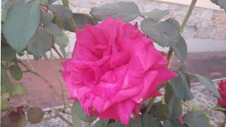 أجمل انواع الورد الطبيعى//فيديو من الطبيعه//جوله في ايطاليا