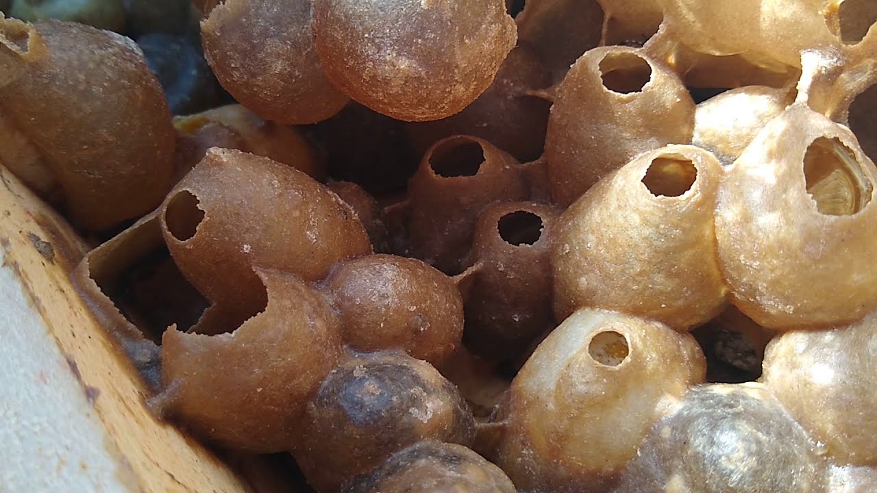 Quando e como colocar sobreninho nos enxames de abelha nativa (caixa modelo INPA)