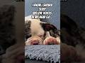 I know I should sleep, but…😆 #shorts #dog #funny #fun #frenchbulldog #pets #like #music #rave