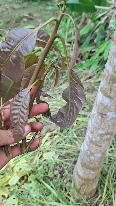 tetap rutinan pembuangan tunas bawah ketika topworking sudah sukses #edukasi #viral