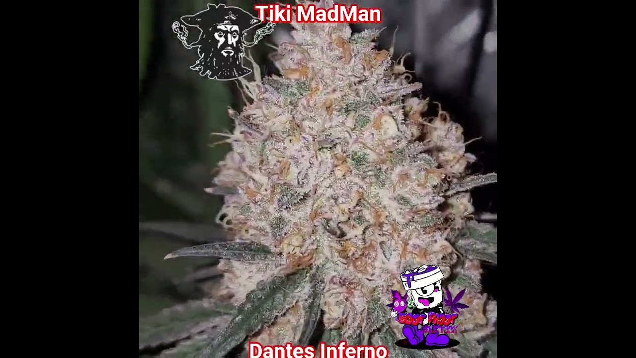 Dantes Inferno by Tiki MadMan. Boof Proof the Tiki MadMan Ambassador. 