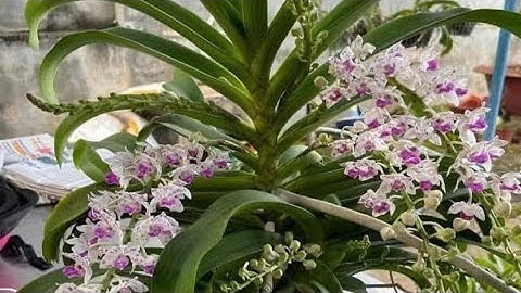 Lan ngọc điểm rừng đầm lầy đẻ rất nhiều con 