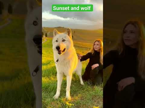 sunset and wolf