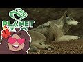 Wandering into Forests of WOLVES!! 🐺 Daily Planet Zoo Special! • Day 21