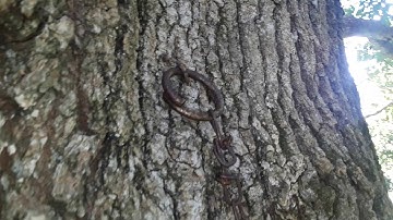 Setting a 110 conibear trap squirrel G&G Outdoors