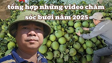 🌿 Full Video | Kỹ Thuật Chăm Sóc Làm Bưởi Ngon Đạt Chuẩn – Bí Quyết Nhà Vườn Thành Công!