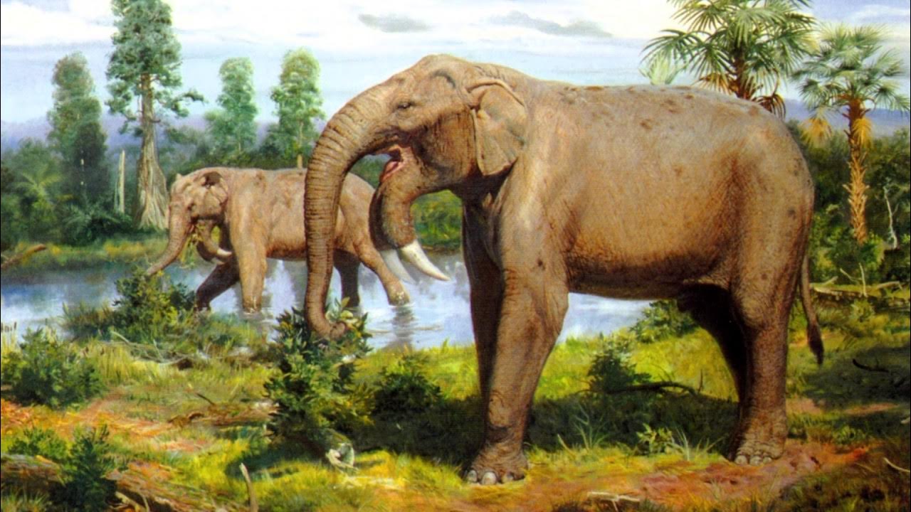 Предки мамонтов дейнотерий. Слон эпохи миоцена. Динотерий вымершие хоботные. Дейнотериум. Stegotetrabelodon syrticus.