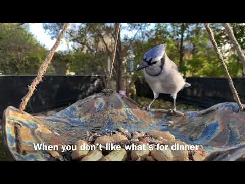 blue-jay-not-happy-with-what’s-for-dinner-😂