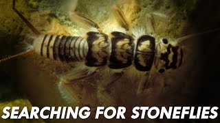 Stonefly Survey - Great Lakes Now - Episode 2303 - Segment 2