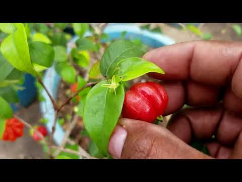 Video: Cereza De Surinam