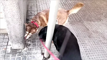 ¿Debe su perro caminar delante de usted?