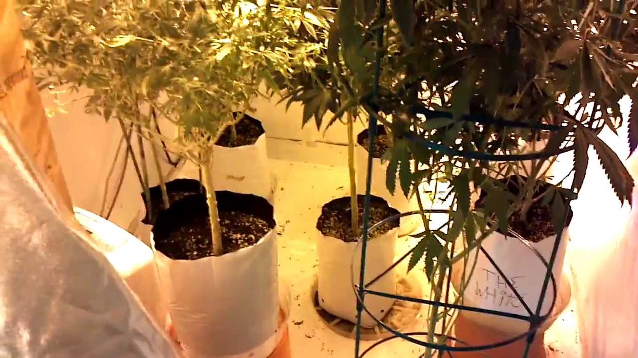 Indoor Soil Grow Pt.3 Day 15 Flower YouTube