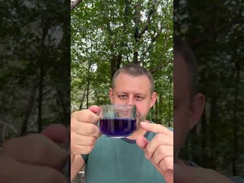 Синий чай из Клитории