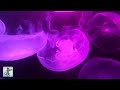 Stunning Jellyfish Aquarium ~ Relaxing Music for Sleep, Study, Meditation &amp; Yoga • Screensaver