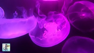 Stunning Jellyfish Aquarium ~ Relaxing Music for Sleep, Study, Meditation & Yoga • Screensaver