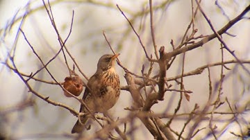 Digiscoping test celestron ultima 80 + nikon d3300