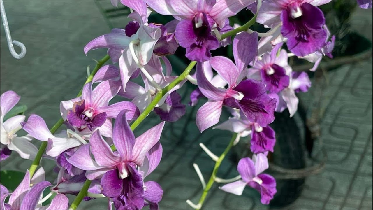 TRĂM LOẠI HOA ĐẸP GIÁ RẺ AH CHỊ ƠI,....❤️☎️0903177978