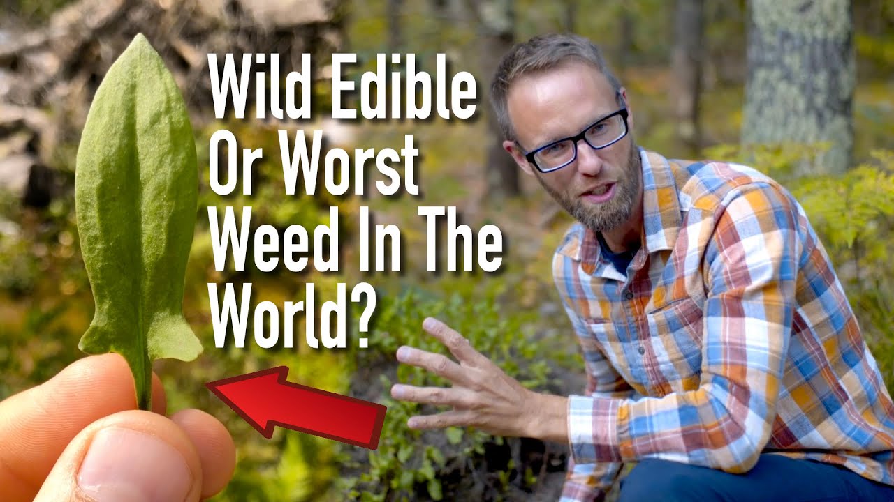 Wild Edible, Or The Worst Weed In The World- Sheep Sorrel