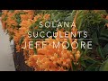Solana succulents by jeff moore