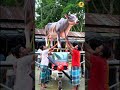 AI ji ki bhabhi kishoreganj boys copy Kollam আমরা কিশোরগঞ্জের মানুষ প্লেনেকরেগরুবিক্রিকরি #funny😁😙😄