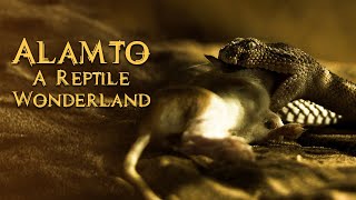 Alamto A Reptile Wonderland Official Trailer: Meet the threatened species from the deserts of Iran