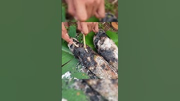 Đi lure kiếm bộ lòng cá lóc #lkhoa #fishing #fish #food #cancaumay #shorts