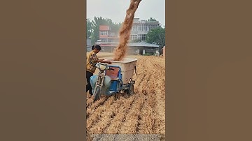 Golden Grains & Grassroots Genius : China’s Small Farm Harvest Hack