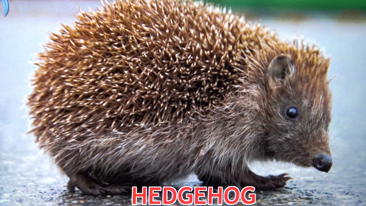 Forest animals videos youtube