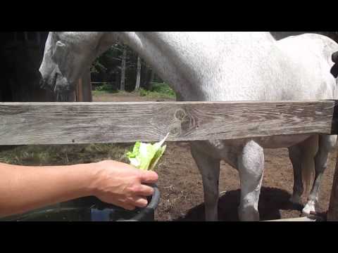Horse chomping lettuce