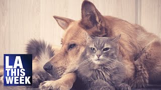 LA This Minute - LA Animal Services Donation