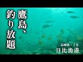 【鷹島・日比漁港・長崎県松浦市・海中映像】長崎の海は格が違う‼︎鷹島は本当に豊かな海を持っている！釣り人は幸せだ🐟#219 福岡釣部 in 福岡・糸島・佐賀・北九州・玄界灘・長崎・平戸・鷹島・佐賀