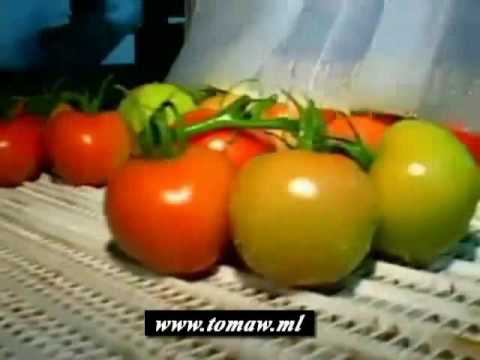 Vídeo: Os tomates-ameixa e os tomates-roma são iguais?