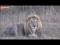 Вечерние песни в исполнении Лолы и изумительная луна 🌕 Львы. Тайган. Lions life in Taigan.