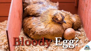 Why Chickens Lay Bloody Eggs Causes And Solutions