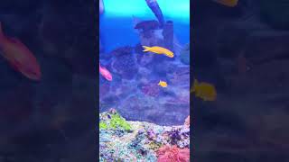 Aquarium HD video beautiful coral reef fish