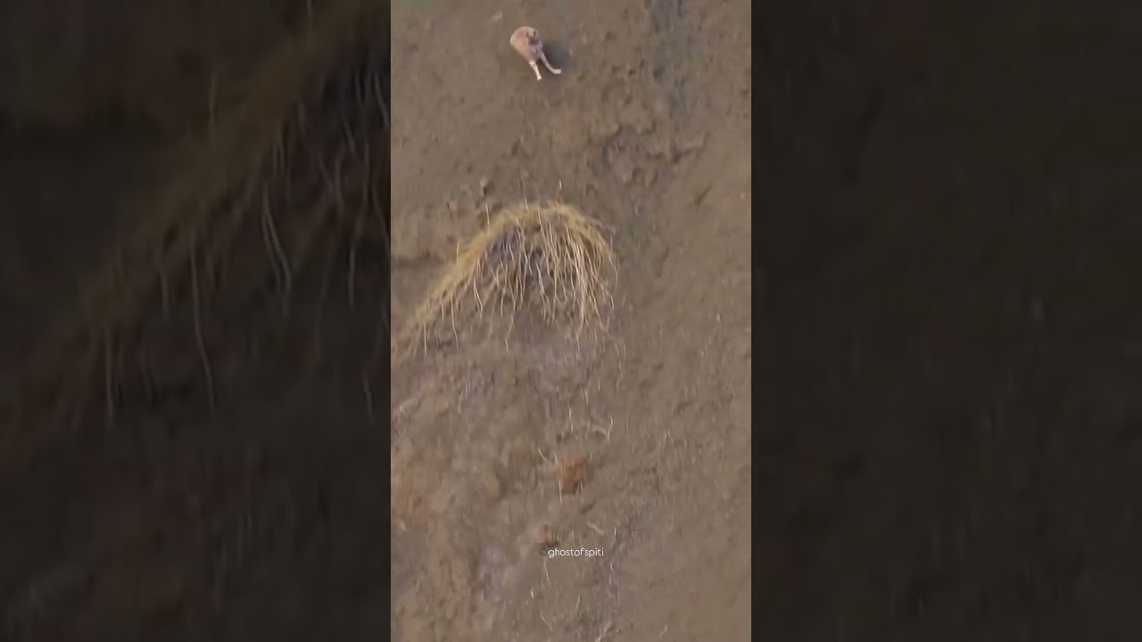 Leopard Expedition ladakh Rack the elusive ghost of the mountains through the surreal landsc