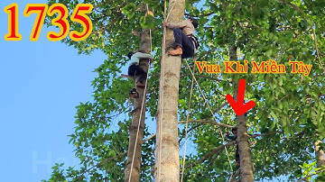 Vua Khỉ Miền Tây hoảng hốt khi đệ tử leo lên cây Dầu mà xanh mặt mài (2/2) Cutting redwood