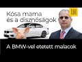 Kósa mama és a disznóságok - A BMW-vel etetett malacok