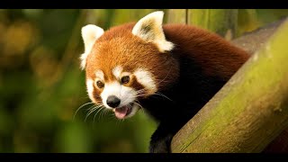 Le Panda roux, un animal mignon et stupéfiant  (bande annoce) - THE WORLD OF LOGIC