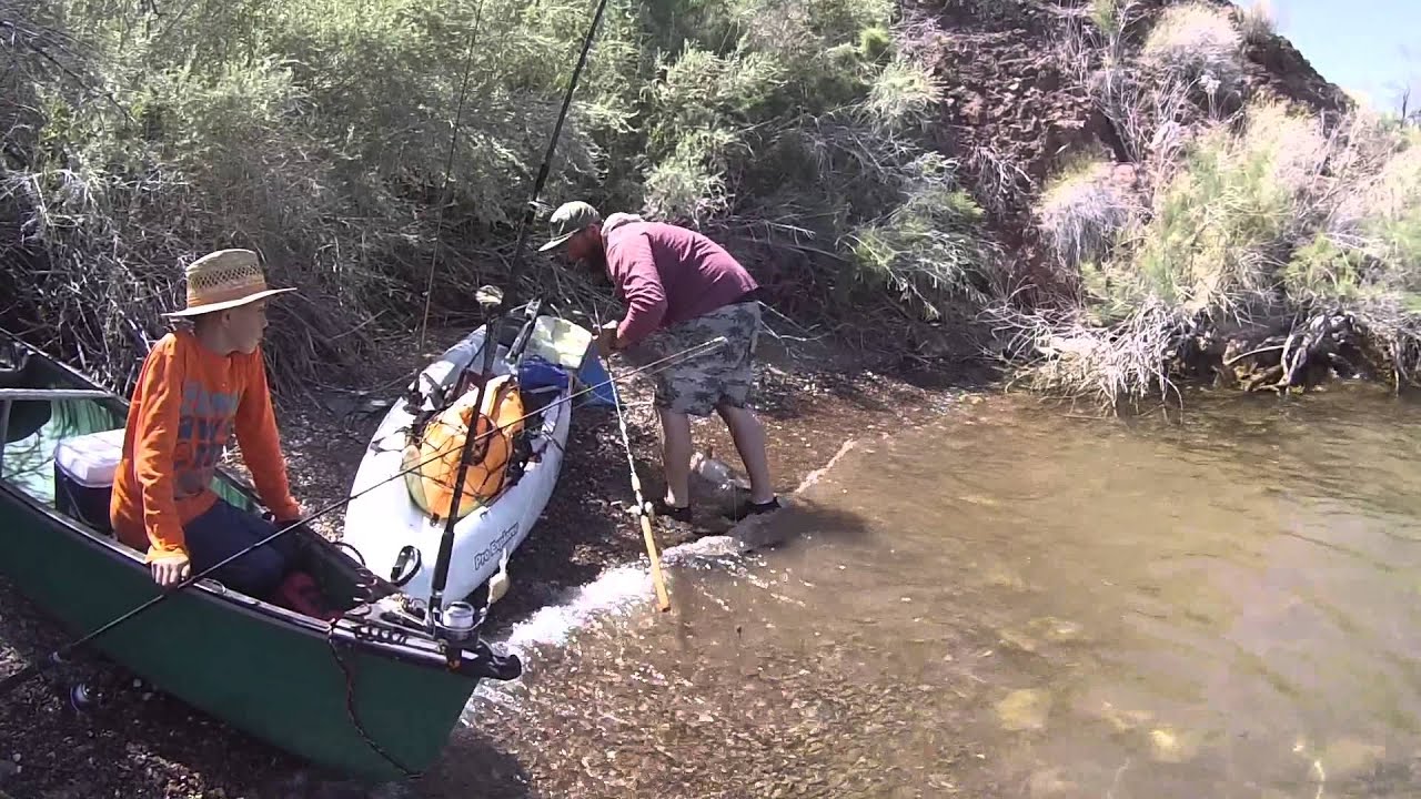 1012lb catfish in Parker AZ kayak /shore fishing YouTube